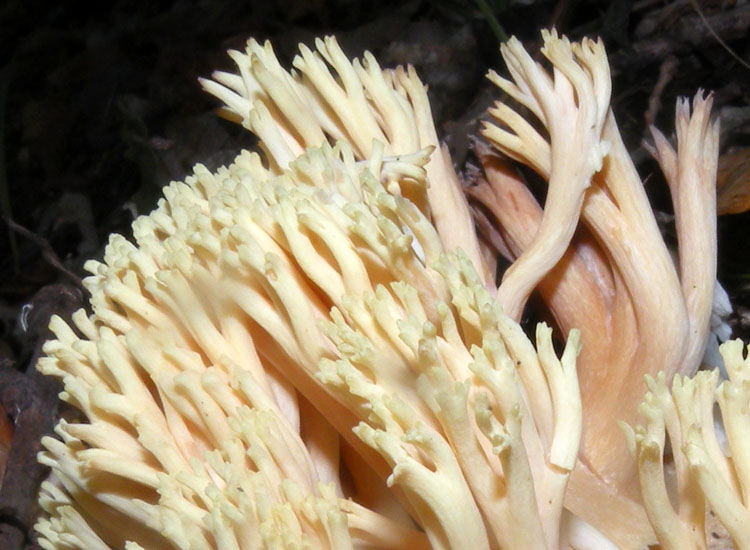 Ramaria pallida?